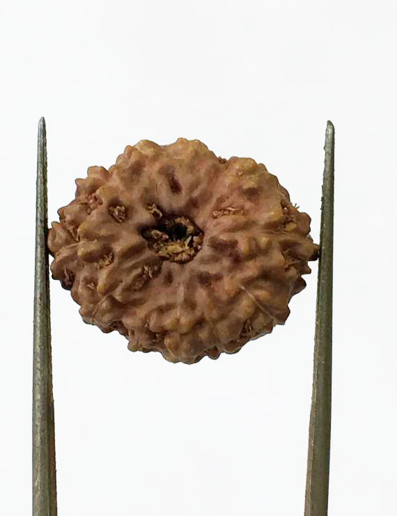 12 Mukhi Certified Indonesian Rudraksha Size- 17.50 mm